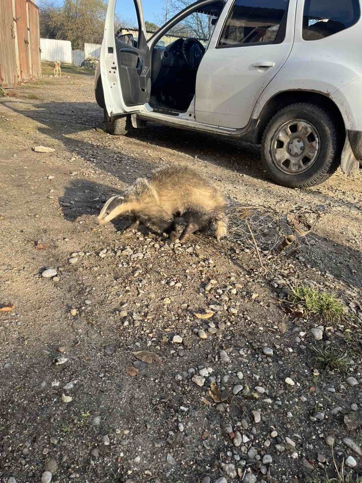 Un bursuc, SALVAT de inspectorii de mediu după ce a fost capturat ilegal (FOTO/VIDEO)