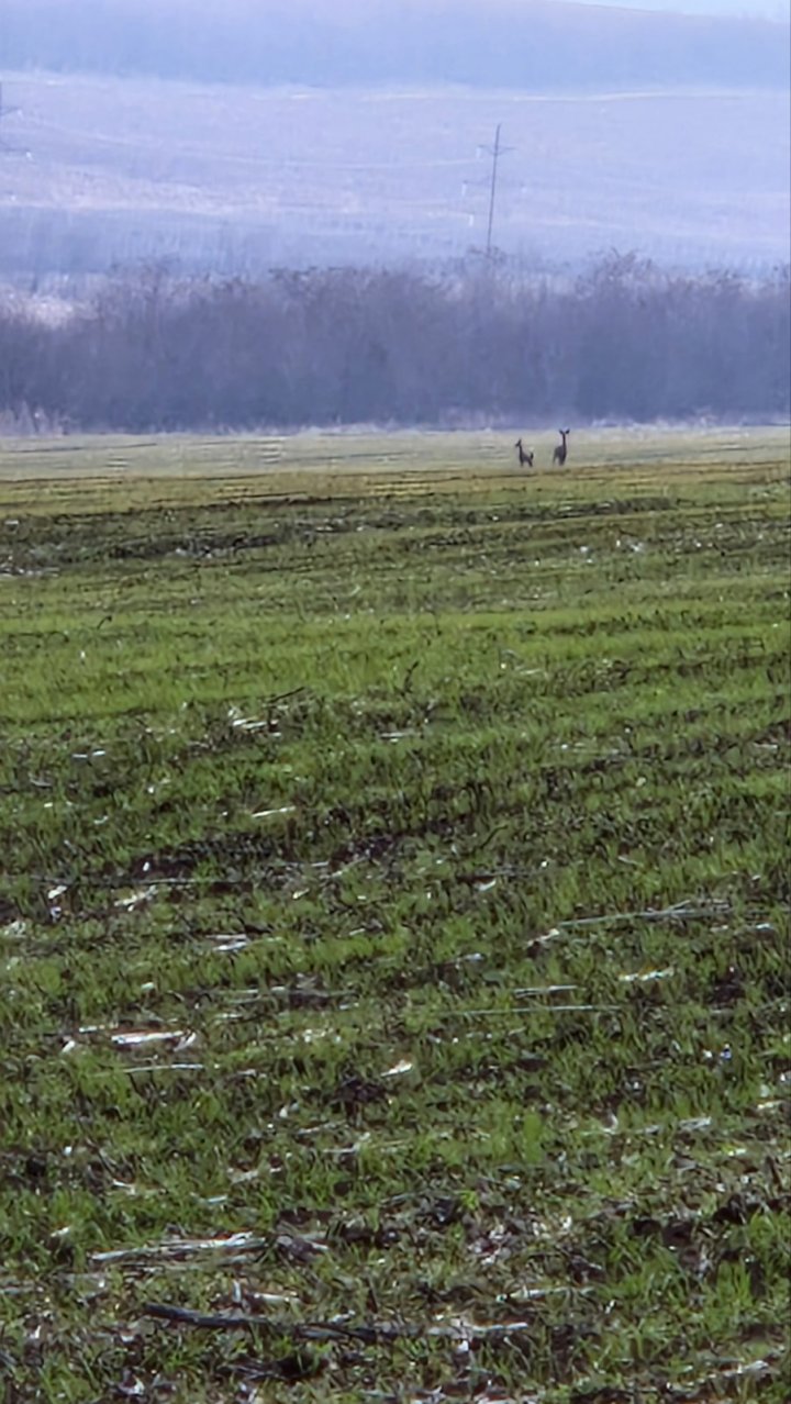 IMAGINI SPECTACULOASE! Două căprioare, surprinse cum aleargă pe un câmp din Leova (FOTO/VIDEO)