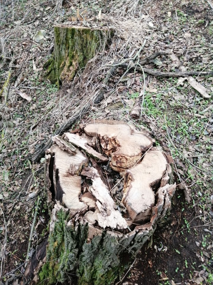 DEFRIŞĂRILE ILEGALE iau amploare. Câţi copaci au fost tăiaţi ilegal la Căuşeni (FOTO)