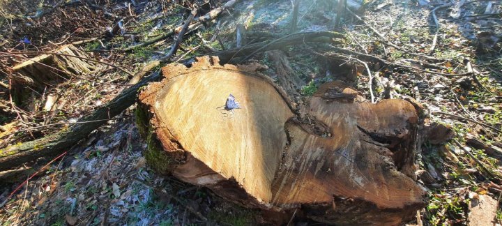 Se TAIE ca în Codru: 333 de copaci din fâșia forestieră a unui teren agricol din Chişinău, doborâţi la pământ (FOTO)