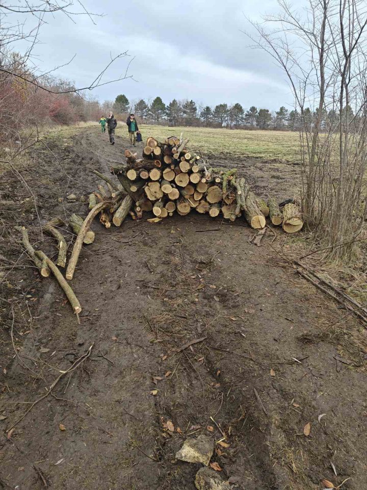 Se TAIE ca în Codru: 333 de copaci din fâșia forestieră a unui teren agricol din Chişinău, doborâţi la pământ (FOTO)