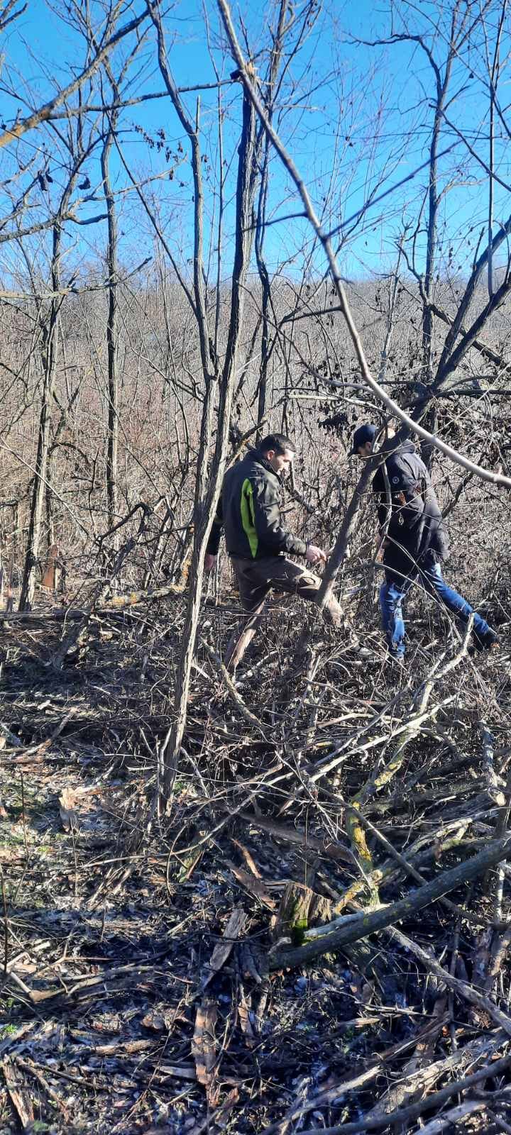 Se TAIE ca în Codru: 333 de copaci din fâșia forestieră a unui teren agricol din Chişinău, doborâţi la pământ (FOTO)