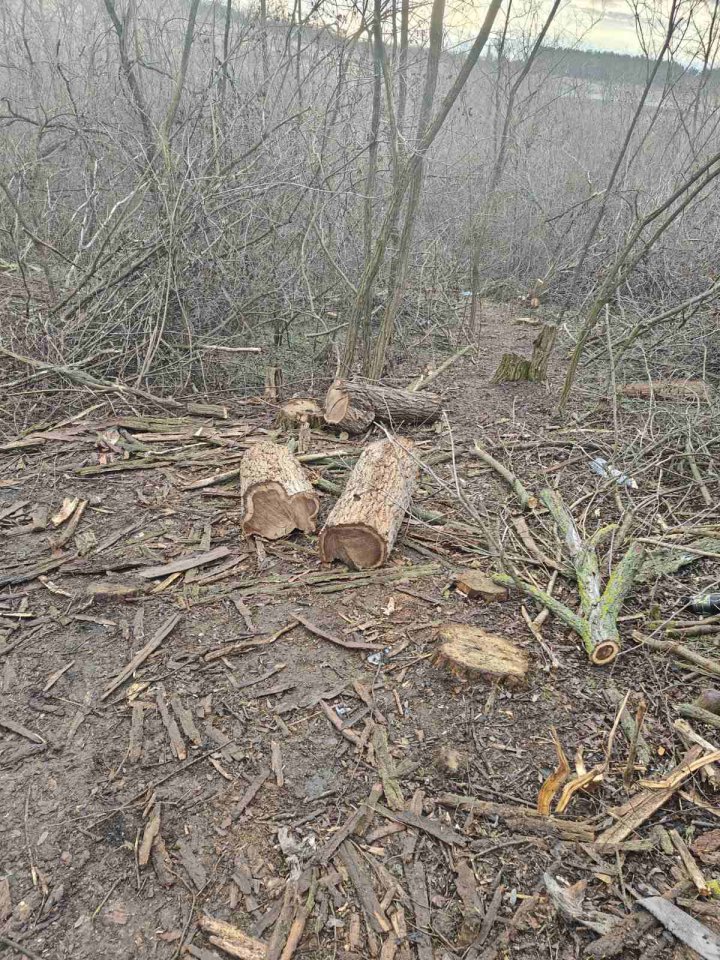 Se TAIE ca în Codru: 333 de copaci din fâșia forestieră a unui teren agricol din Chişinău, doborâţi la pământ (FOTO)