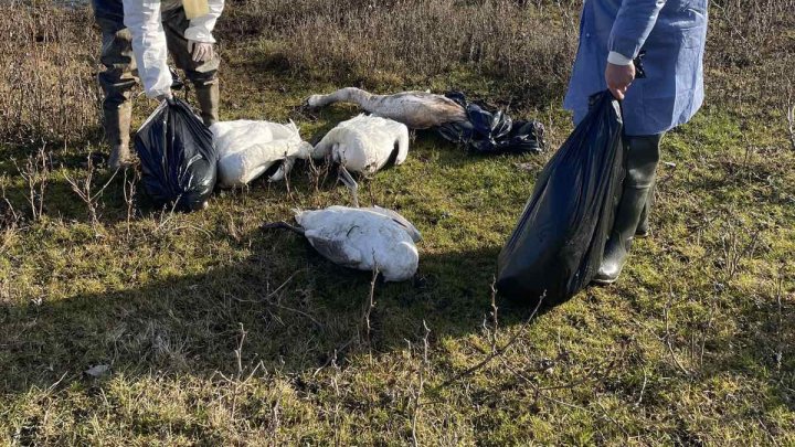 ALARMANT! 65 de cadavre de lebede, găsite pe malurile râului Răut. Inspectorii de mediu de la Floreşti: Gripa aviară ar putea fi cauza acestei tragedii (FOTO/VIDEO)