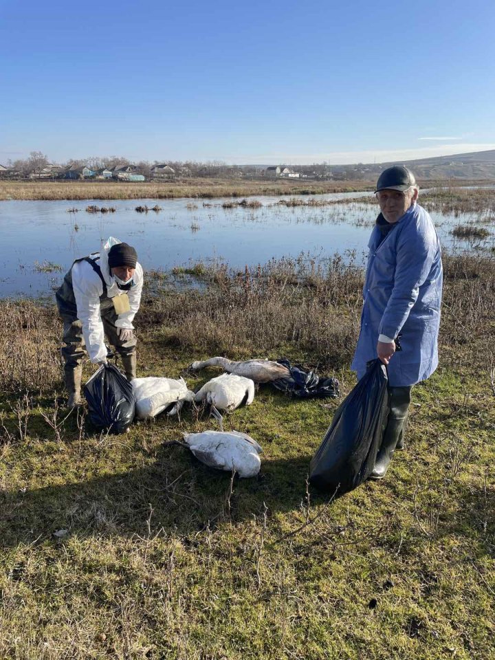 ALARMANT! 65 de cadavre de lebede, găsite pe malurile râului Răut. Inspectorii de mediu de la Floreşti: Gripa aviară ar putea fi cauza acestei tragedii (FOTO/VIDEO)