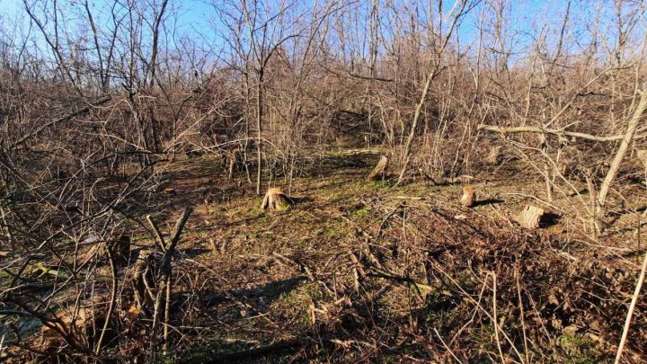 Se TAIE ca în Codru: 333 de copaci din fâșia forestieră a unui teren agricol din Chişinău, doborâţi la pământ (FOTO)