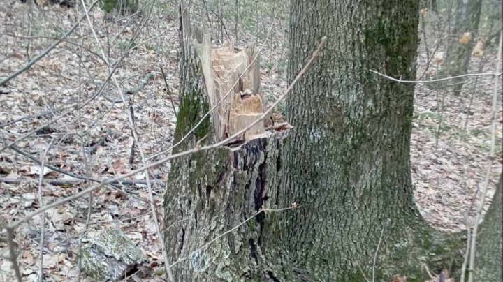 Tăierea ilegală a copacilor, continuă. Un bărbat din Călăraşi s-a ales cu o AMENDĂ (FOTO)