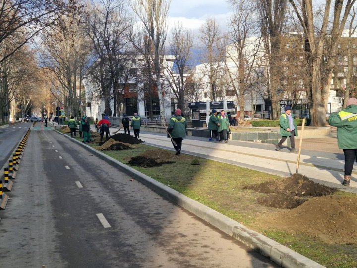 Pe o stradă din Chişinău vor fi plantați 116 arbori de platan (FOTO)