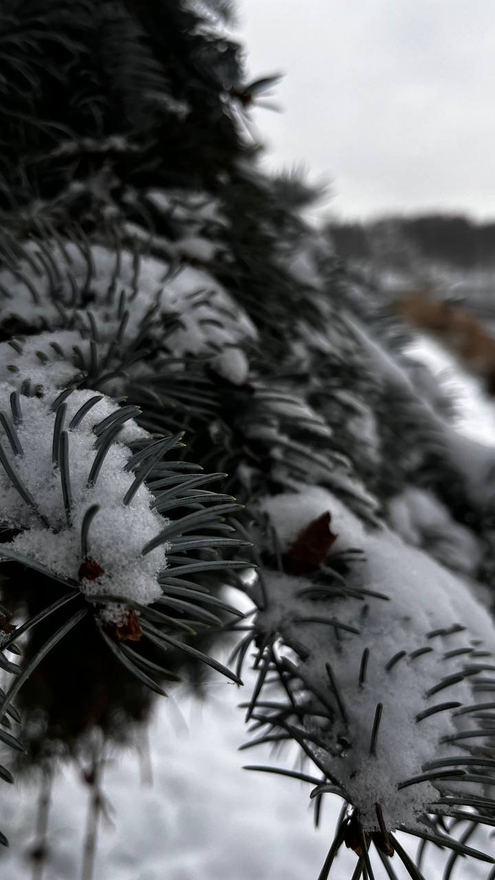 Parcul Valea Morilor, îmbrăcat în mantia albă a zăpezii. Pictură iernatică după ninsoare (FOTO/VIDEO)