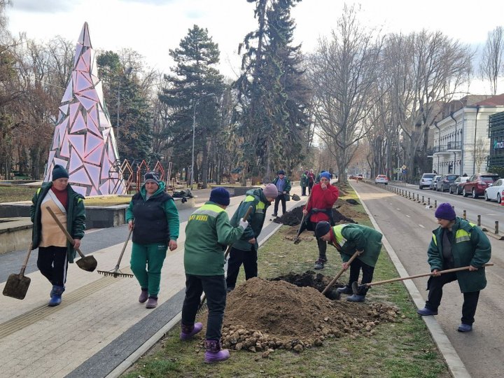 Pe o stradă din Chişinău vor fi plantați 116 arbori de platan (FOTO)