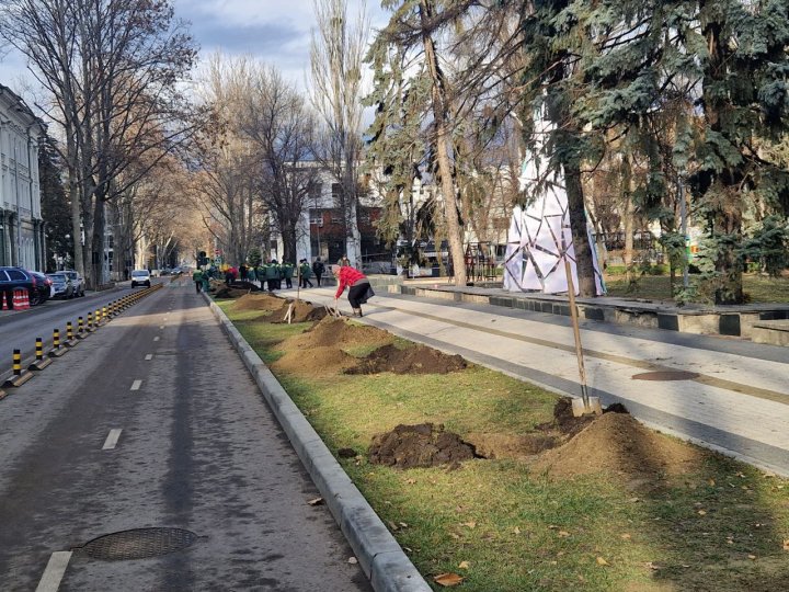 Pe o stradă din Chişinău vor fi plantați 116 arbori de platan (FOTO)