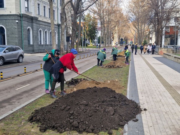 Pe o stradă din Chişinău vor fi plantați 116 arbori de platan (FOTO)