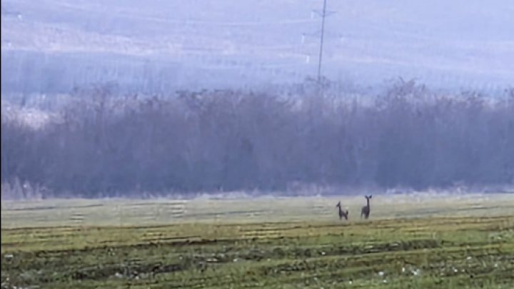 IMAGINI SPECTACULOASE! Două căprioare, surprinse cum aleargă pe un câmp din Leova (FOTO/VIDEO)