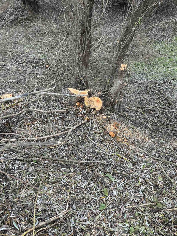 Tăieri ilegale de lemne în Cahul. Un funcţionar, prins în flagrant (FOTO)