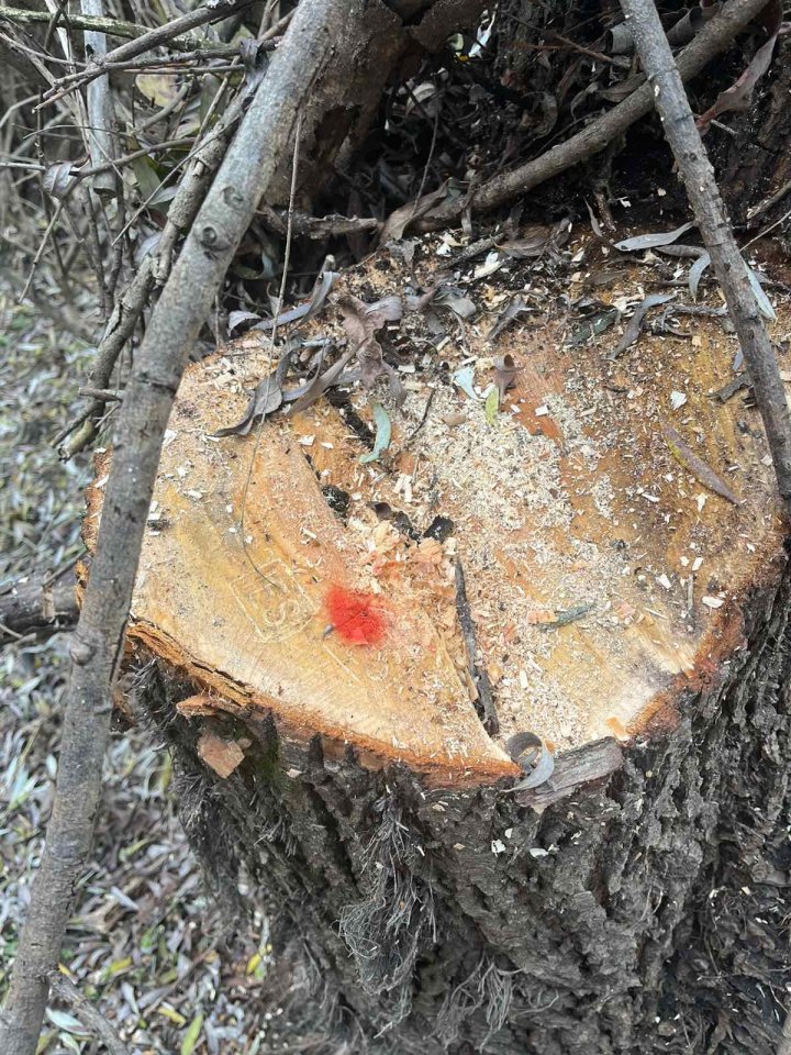 Tăieri ilegale de lemne în Cahul. Un funcţionar, prins în flagrant (FOTO)