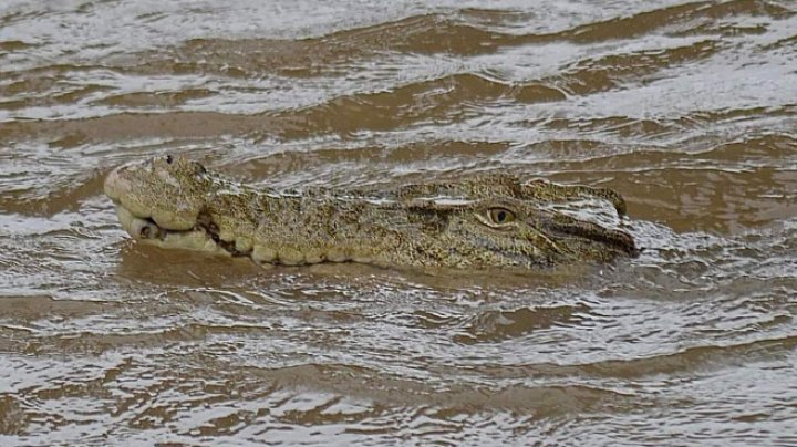 Inundaţii puternice în Australia. Puhoaiele au adus crocodili în orașe, au inundat aeroporturi și drumuri. Peste 200 de oameni, evacuaţi (FOTO)