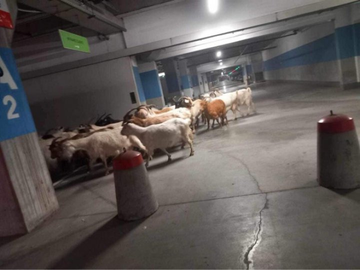 Aşa ceva nu ai mai văzut! O turmă de capre, surprinsă în parcarea subterană a unui mall (FOTO)