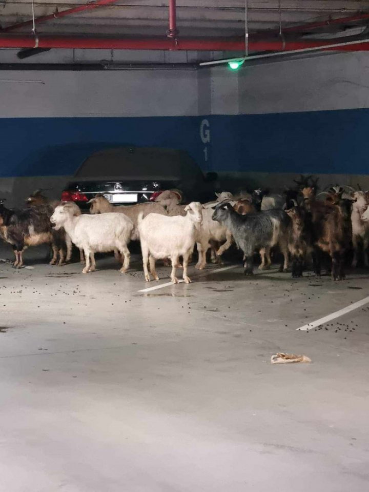 Aşa ceva nu ai mai văzut! O turmă de capre, surprinsă în parcarea subterană a unui mall (FOTO)