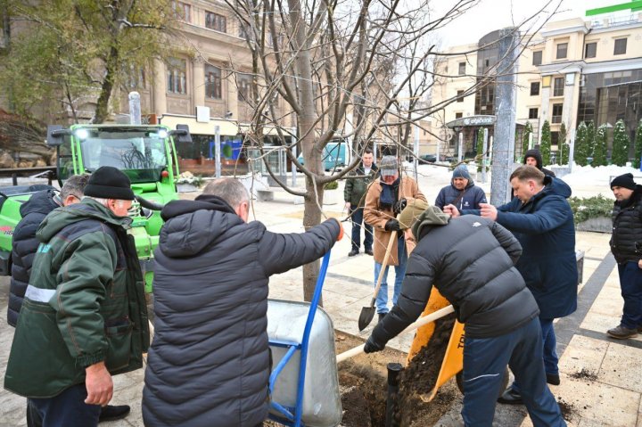 (FOTO) 18 arbori de tei au fost plantați astăzi în scuarul Mihai Eminescu din Capitală