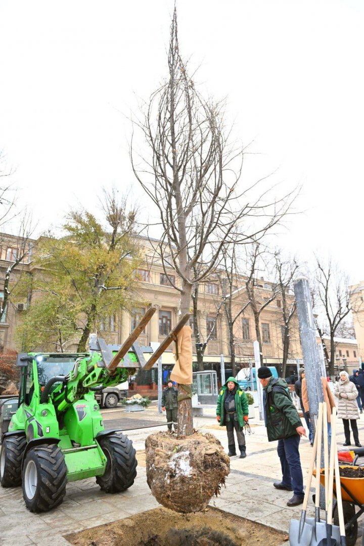 (FOTO) 18 arbori de tei au fost plantați astăzi în scuarul Mihai Eminescu din Capitală