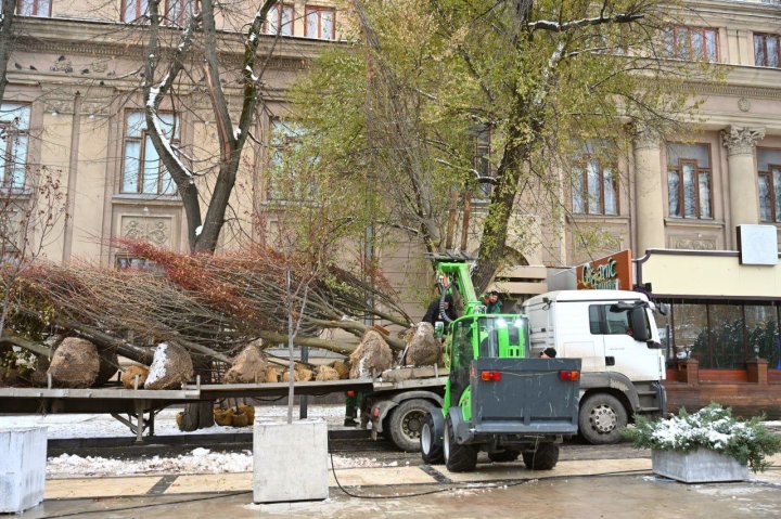 (FOTO) 18 arbori de tei au fost plantați astăzi în scuarul Mihai Eminescu din Capitală