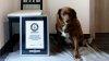 Titlul acordat celui mai bătrân câine din lume este, temporar, SUSPENDAT. Care este motivul invocat de Guinness World Records