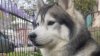 Un câine husky a salvat un întreg cartier de la o explozie devastatoare. Povestea lui Kobe a ajuns virală (VIDEO)
