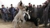 Cinci câini, mutilaţi în cadrul unui campionat de lupte ilegale, desfăşurat la Nisporeni. Opt bărbaţi, reţinuţi