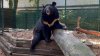 Yampil, ursul salvat miraculos din Ucraina unde a fost rănit de explozia unui obuz, are o nouă casă în Scoția (VIDEO)