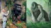 Cum a murit „adevăratul King Kong”. Misterul dispariției primatei uriașe care a trăit în sudul Chinei, rezolvat (FOTO)