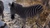 VIDEO. Sărbătoare la Grădina Zoologică din Chişinău, zebra Ceșa a împlinit 24 ani. Cum a fost răsfăţată de angajaţii de la ZOO