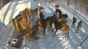 "Aveți câteva secunde să ne admirați?". Mai multe căprioare, SURPRINSE în Pădurea Domnească (VIDEO)