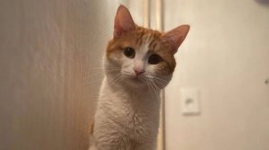 Furie în Rusia după ce o controloare a aruncat din tren o pisică, la minus 30 de grade