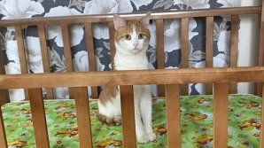 SCANDAL. Momentul în care un motan a fost aruncat din tren de o controloare și a murit în  ger, la minus 30 de grade Celsius VIDEO