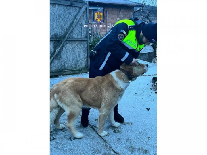 Cinci câini, mutilaţi în cadrul unui campionat de lupte ilegale, desfăşurat la Nisporeni. Opt bărbaţi, reţinuţi