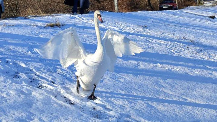 Misiune SPECIALĂ pe un lac din Capitală. O lebădă îngheţată şi degerată, SALVATĂ de inspectorii de mediu (FOTO)