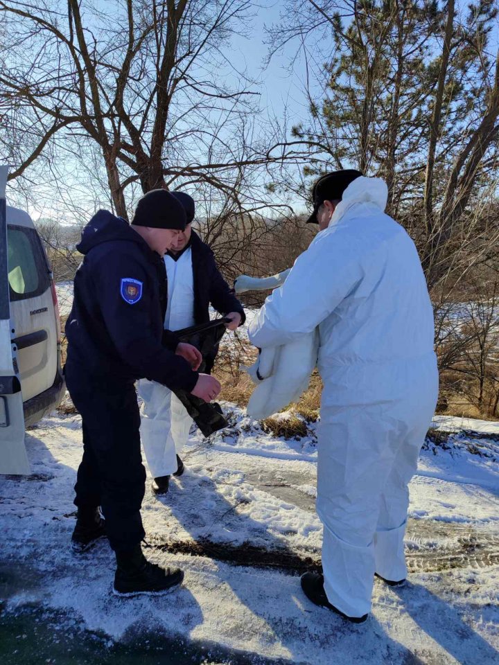 Misiune SPECIALĂ pe un lac din Capitală. O lebădă îngheţată şi degerată, SALVATĂ de inspectorii de mediu (FOTO)