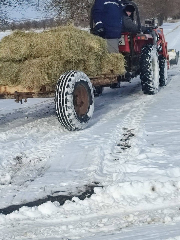 FOTO Inspectorii de mediu au grijă ca animalele sălbatice să nu ducă lipsă de hrană. Au fost amenajate hrănitoare special concepute 