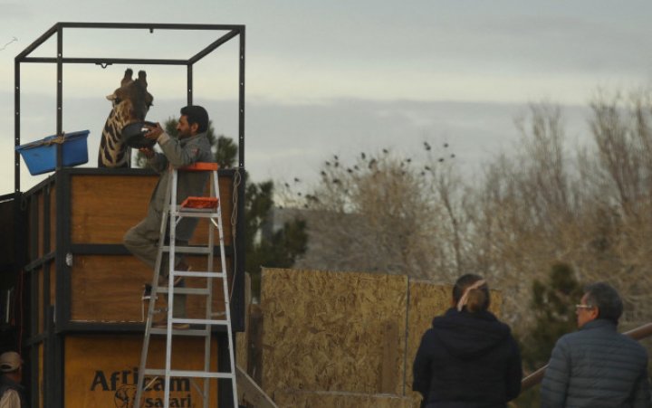 Pentru că suferea de frig, girafa Benito a călătorit 2.000 km în condiții speciale, către o casă mai călduroasă (FOTO)