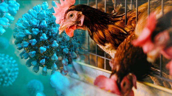 Un NOU caz de gripă aviară, înregistrat în Republica Moldova. Precizările ANSA