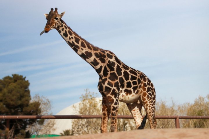 Pentru că suferea de frig, girafa Benito a călătorit 2.000 km în condiții speciale, către o casă mai călduroasă (FOTO)