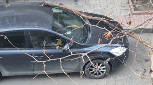 Pericol în Capitală. Un şofer a ajuns cu parbrizul distrus, după ce o creangă a căzut peste maşină FOTO