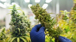 Germania a legalizat posesia de canabis pentru uz personal. Ce cantitate poate deține o persoană