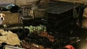 Şocant. Și-a ținut copilul închis într-o cușcă de câine. Drama unei fetiţe de şase ani