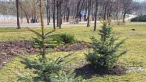 Un Chişinău mai verde! Circa 800 de molizi au fost plantaţi în Capitală (FOTO)