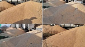 160 de tone de cereale ucrainene au fost distruse de fermierii polonezi. „Vandalism şi iresponsabilitate”