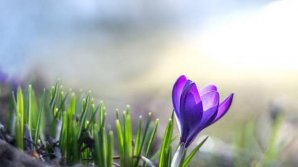 Încet, încet vine primăvara! Câte grade vor indica mâine termometrele