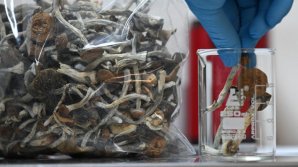  UE oferă peste șase milioane de euro pe un studiu care să afle dacă ciupercile magice reduc suferința pacienților cu boli incurabile