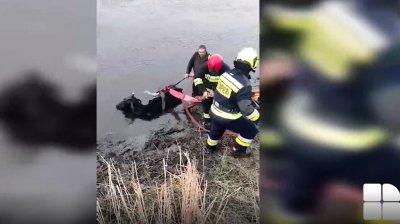 VIDEO Misiune mai puțin obișnuită pentru salvatorii din Anenii Noi. Au salvat o bovină care a rămas împotmolită în râul Bâc