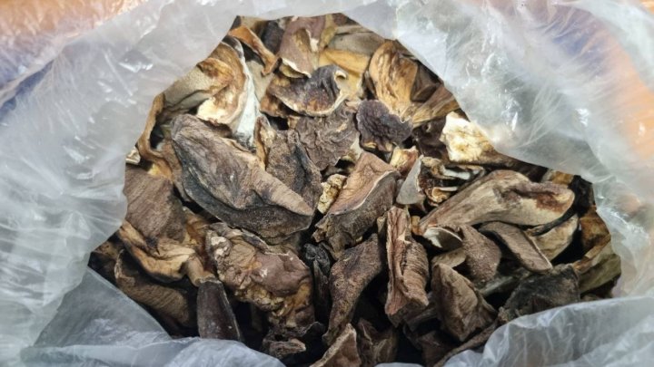 1,2 kg de ciuperci psihotrope, depistate într-un colet din Rusia